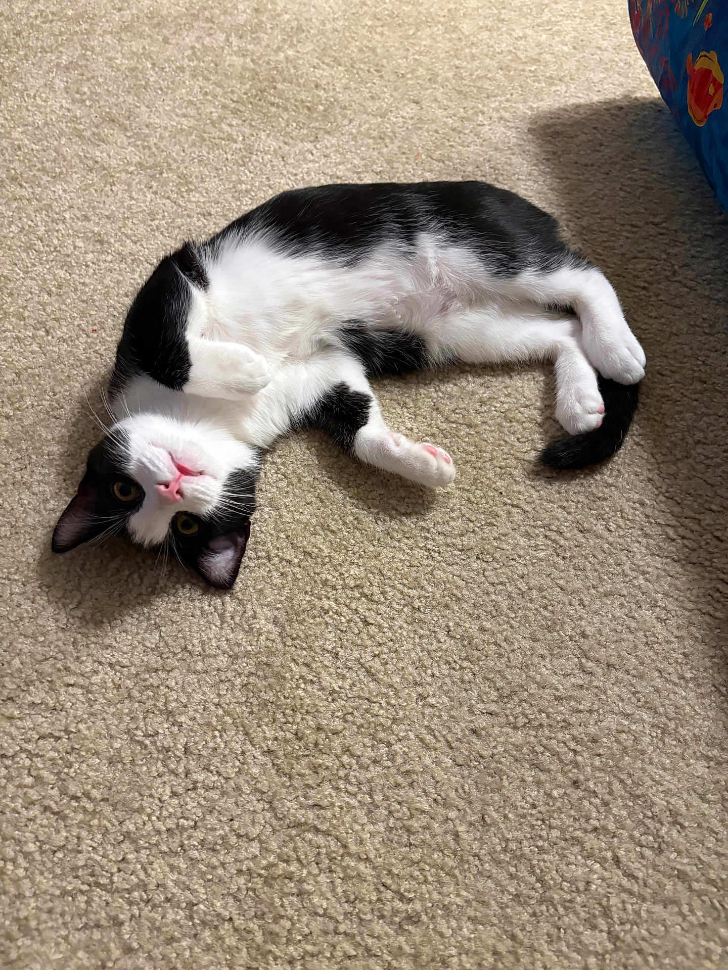 Jackson