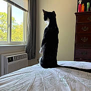 Jackson joined the competition — help win amazing prizes! cat, tuxedo_cat, bed, window, curtains, dresser, bottle, indoor, furniture, pet, animal, domestic, sunlight, looking_out, resting, quiet, home, whiskers, tail, soft_light