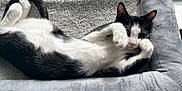 Jackson is registered to the contest to win money with this photo: cat, black_and_white, pet, animal, indoor, window, bed, resting, relaxed, fur, paws, stretching, cozy, soft, domestic, cute, sleepy, feline, playful, comfortable