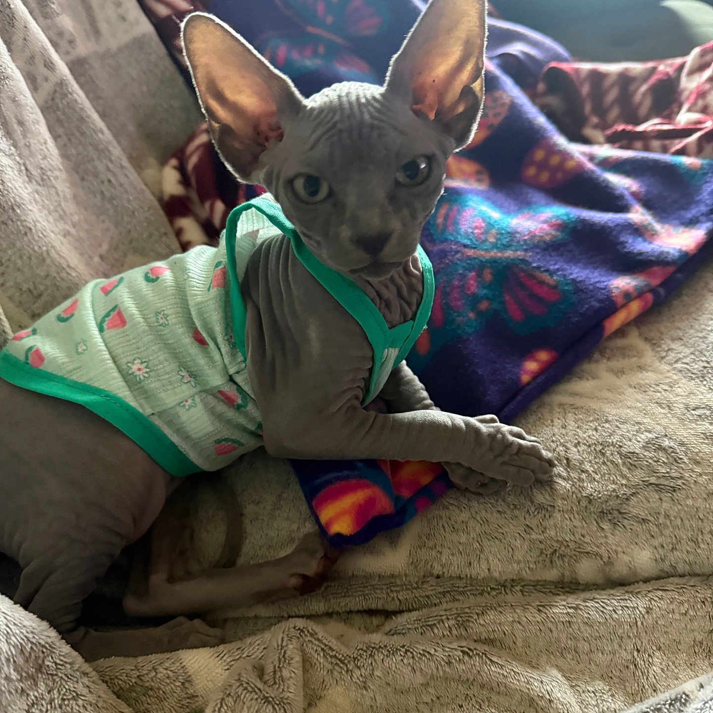 Teddybare joined the competition — help win amazing prizes! animal, blanket, cat, clothing, colorful, cozy, curious, cute, ears, feline, hairless_cat, indoor, looking_at_camera, mammal, patterned_blanket, pet, relaxed, resting, soft_texture, sphynx_cat
