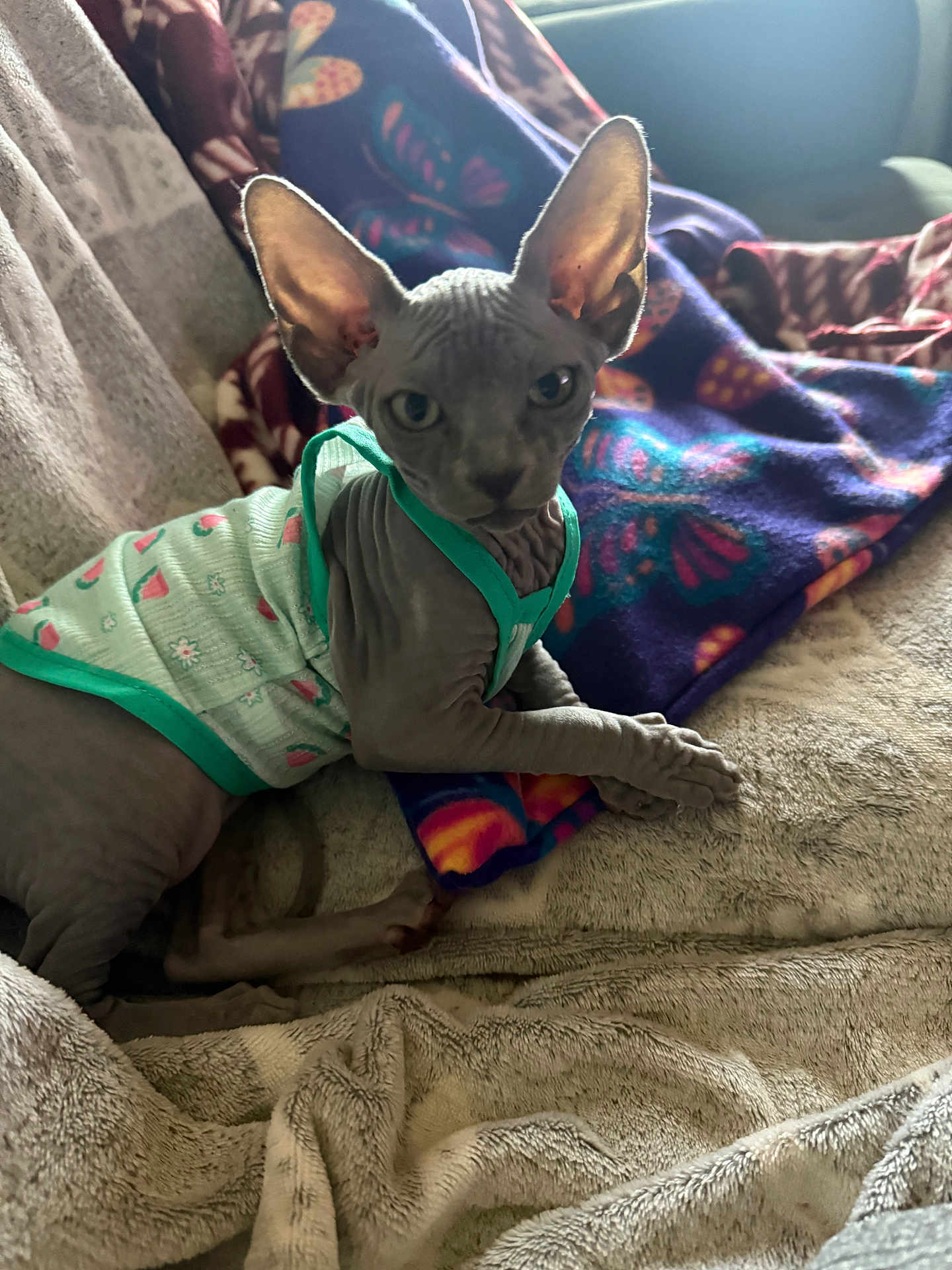 Teddybare joined the competition — help win amazing prizes! animal, blanket, cat, clothing, colorful, cozy, curious, cute, ears, feline, hairless_cat, indoor, looking_at_camera, mammal, patterned_blanket, pet, relaxed, resting, soft_texture, sphynx_cat