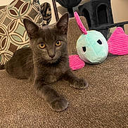 Skippy is registered to the contest to win money with this photo: alert, animal, brown, cat, cat_tree, couch, cozy, cute, fish_toy, furniture, gray, indoor, kitten, patterned_pillow, pet, playful, plush_toy, relaxed, soft_toy, yellow_eyes
