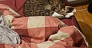 Perséphone participe au concours pour gagner de l'argent avec cette photo : bed, bedding, blanket, cat, checkered_pattern, comfort, cozy, domestic, feline, fur, heater, indoor, pet, relaxation, resting, sleeping, tabby, wall, warm_colors, wooden_floor