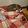 bed, bedding, blanket, cat, checkered_pattern, comfort, cozy, domestic, feline, fur, heater, indoor, pet, relaxation, resting, sleeping, tabby, wall, warm_colors, wooden_floor