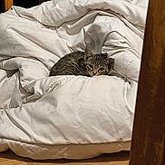 Sybil participe au concours pour gagner de l'argent avec cette photo : animal, cat, comforter, cozy, cute, domestic_cat, fur, furniture, home, indoor, pet, relaxed, resting, sleepy, small_cat, soft, tabby_cat, table_leg, white_bedding, wooden_floor