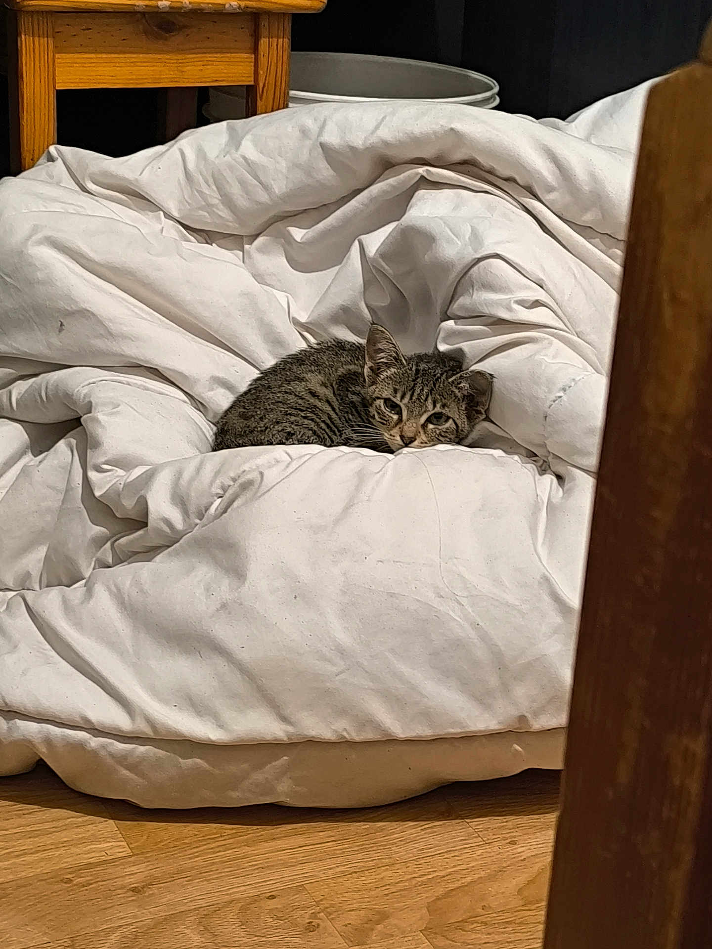 Sybil