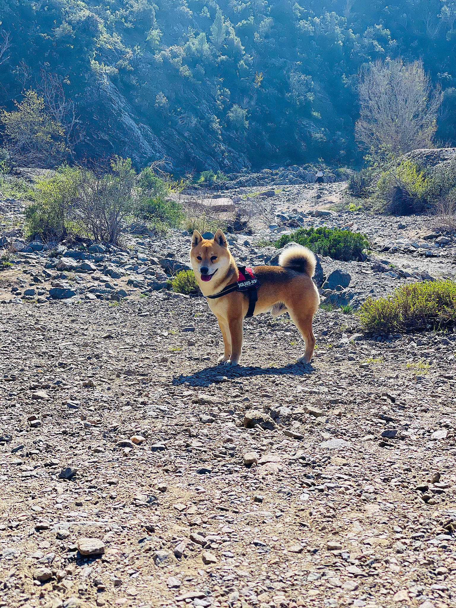 Kinaï a rejoint le concours — aidez-le/la à gagner de superbes lots ! canidae, carnivore, companion_dog, dog, dog_breed, electric_blue, fawn, grass, grassland, hill, landscape, mountain, plant, slope, soil, sporting_group, tail, tree, wildlife, working_animal