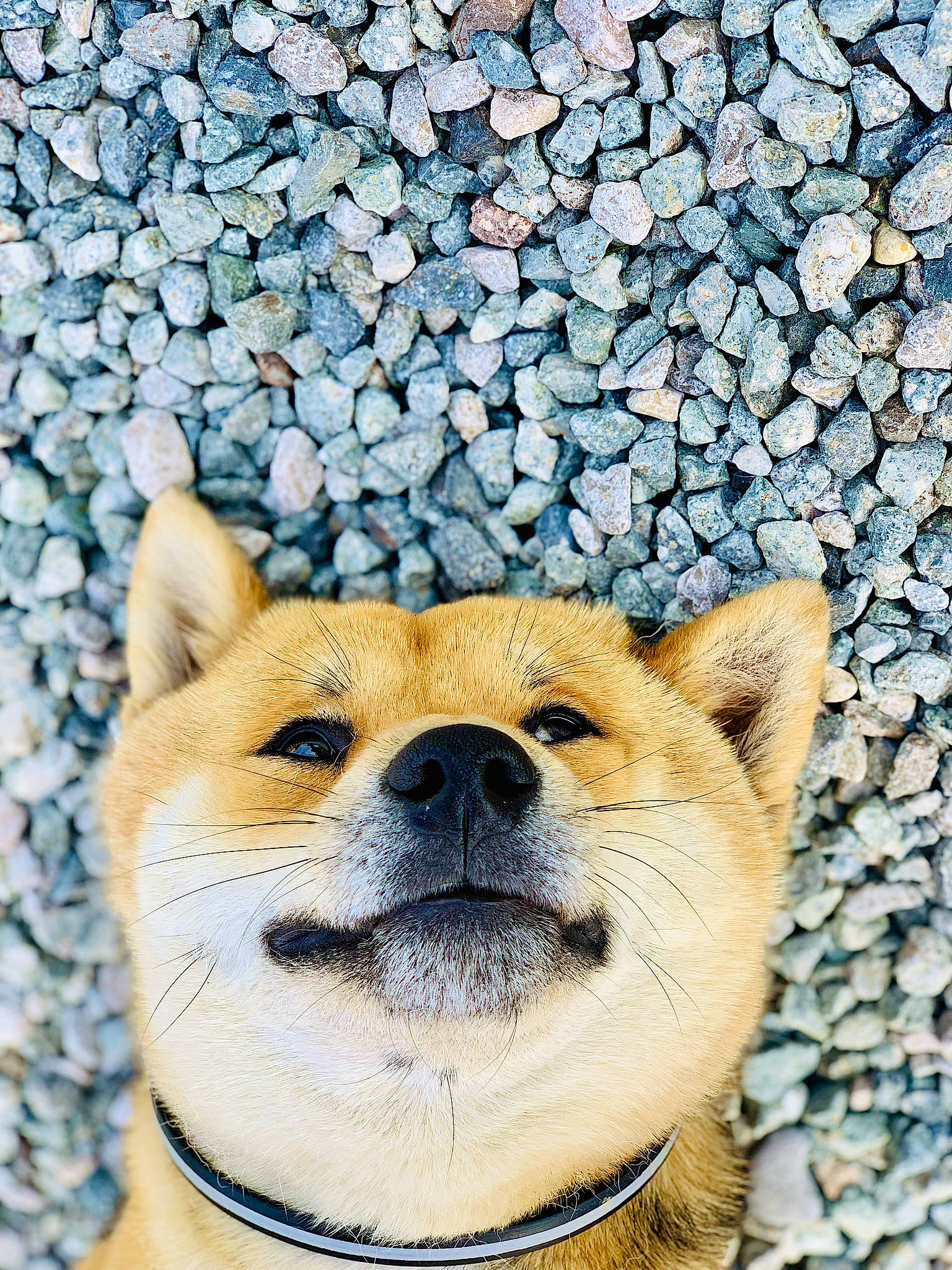 Kinaï a rejoint le concours — aidez-le/la à gagner de superbes lots ! ancient_dog_breeds, canidae, carnivore, collar, companion_dog, dog, dog_breed, electric_blue, fawn, fur, non_sporting_group, snout, spitz, terrestrial_animal, whiskers, wildlife, window