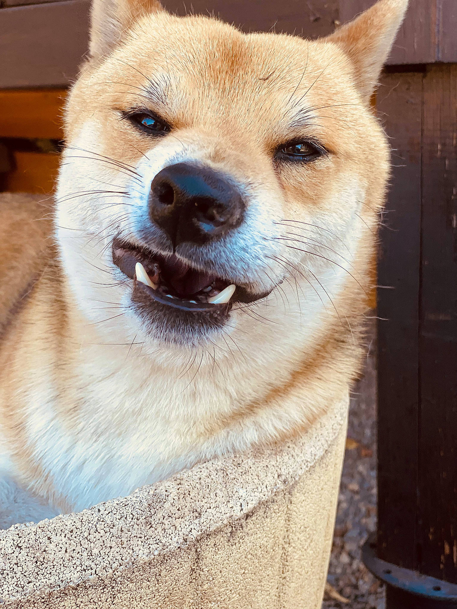 Kinaï a rejoint le concours — aidez-le/la à gagner de superbes lots ! ancient_dog_breeds, canidae, carnivore, collar, companion_dog, dingo, dog, dog_breed, dog_collar, fawn, fur, non_sporting_group, snout, spitz, sporting_group, tail, terrestrial_animal, whiskers, wildlife, working_animal