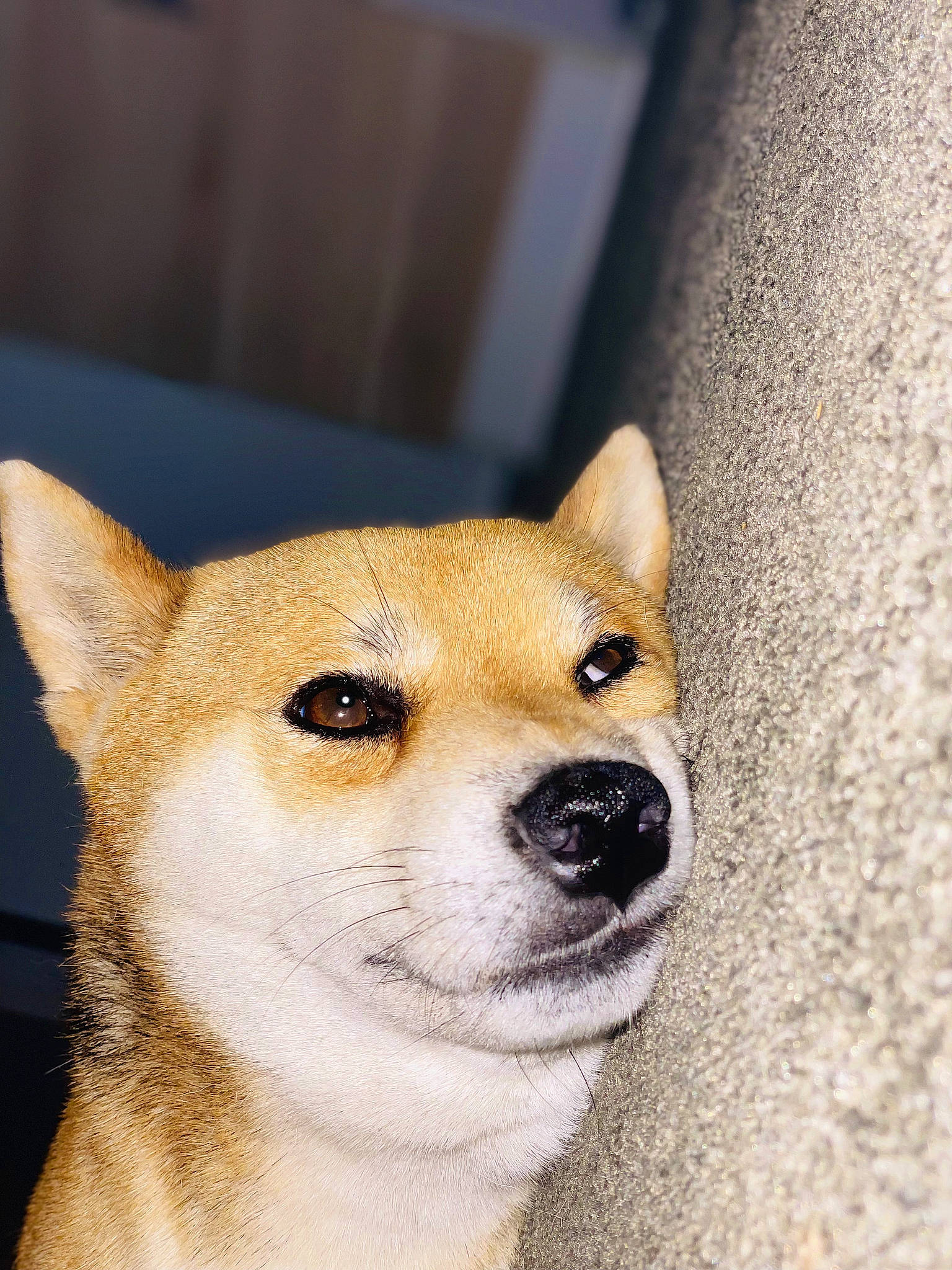 Kinaï a rejoint le concours — aidez-le/la à gagner de superbes lots ! ancient_dog_breeds, canidae, carnivore, companion_dog, dog, dog_breed, door, fawn, fur, non_sporting_group, snout, sporting_group, tail, terrestrial_animal, whiskers, wildlife, window, working_animal, working_dog