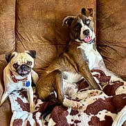 Lottie And Ellie is registered to the contest to win money with this photo: dog, pug, mixed_breed, couch, blanket, brown_couch, tongue_out, blue_eye, heterochromia, paw, collar, dog_tag, sitting, snout, fur, companion_animals, indoor, cozy, pet_portrait, playful