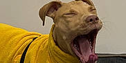 Vanya participe au concours pour gagner de l'argent avec cette photo : animal, bed, blanket, canine, comfort, cozy, cute, dog, domestic_animal, ears, fur, indoor, mouth_open, pet, portrait, resting, sleepy, tongue, yawning, yellow_sweater