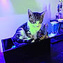 kitten, cat, organizer_box, bar_tools, bottle, blender, table, indoor, purple_light, blue_light, sleepy, pet, feline, striped, young_cat, small, domestic_cat, countertop, decor, quiet