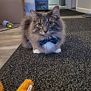 Fanzi joined the competition — help win amazing prizes! animal, bow_tie, box, carpet, cat, cute, domestic_animal, door, feline, floor, fluffy, furniture, gray, home, indoor, pet, plush_toy, sitting, toy, yellow_eyes