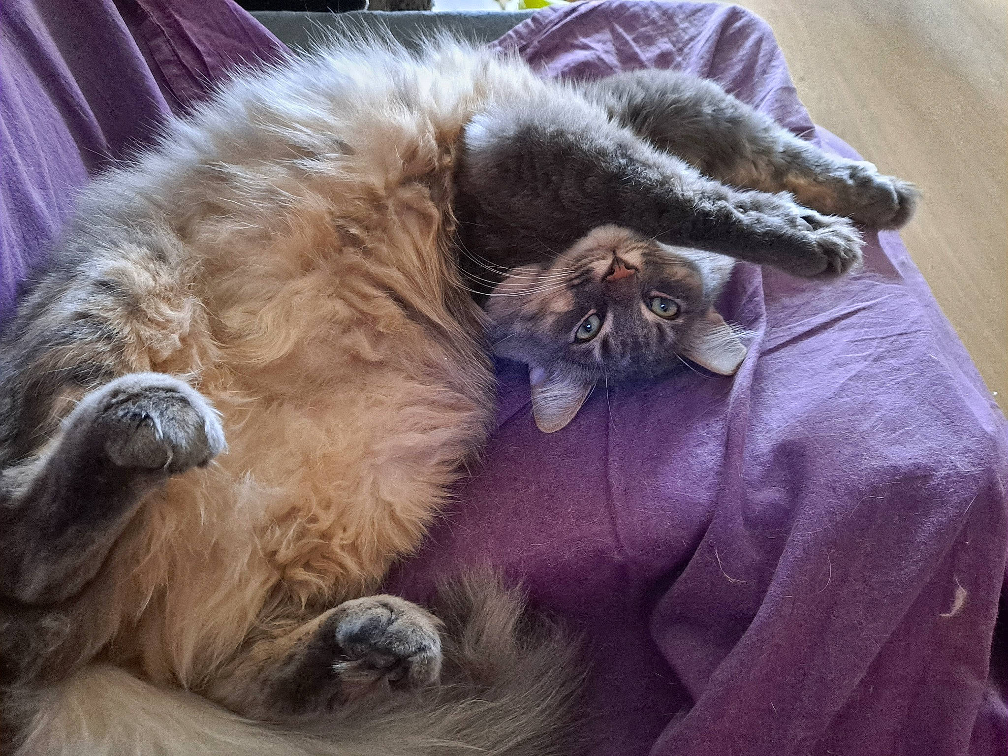 Raisin a rejoint le concours — aidez-le/la à gagner de superbes lots ! british_longhair, carnivore, cat, claw, comfort, companion_dog, dog_breed, felidae, fur, grey, maine_coon, nap, natural_material, paw, sleep, small_to_medium_sized_cats, snout, tail, terrestrial_animal, whiskers