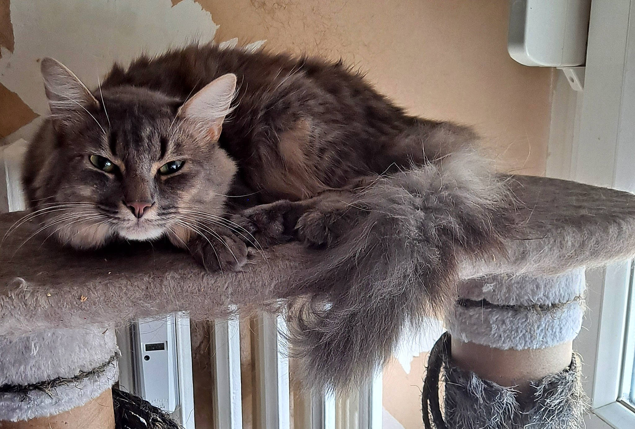 Raisin participe au concours pour gagner de l'argent avec cette photo : animal_product, british_longhair, carnivore, cat, claw, comfort, domestic_short_haired_cat, felidae, fur, grey, paper_towel, paw, plant, small_to_medium_sized_cats, tail, whiskers, window