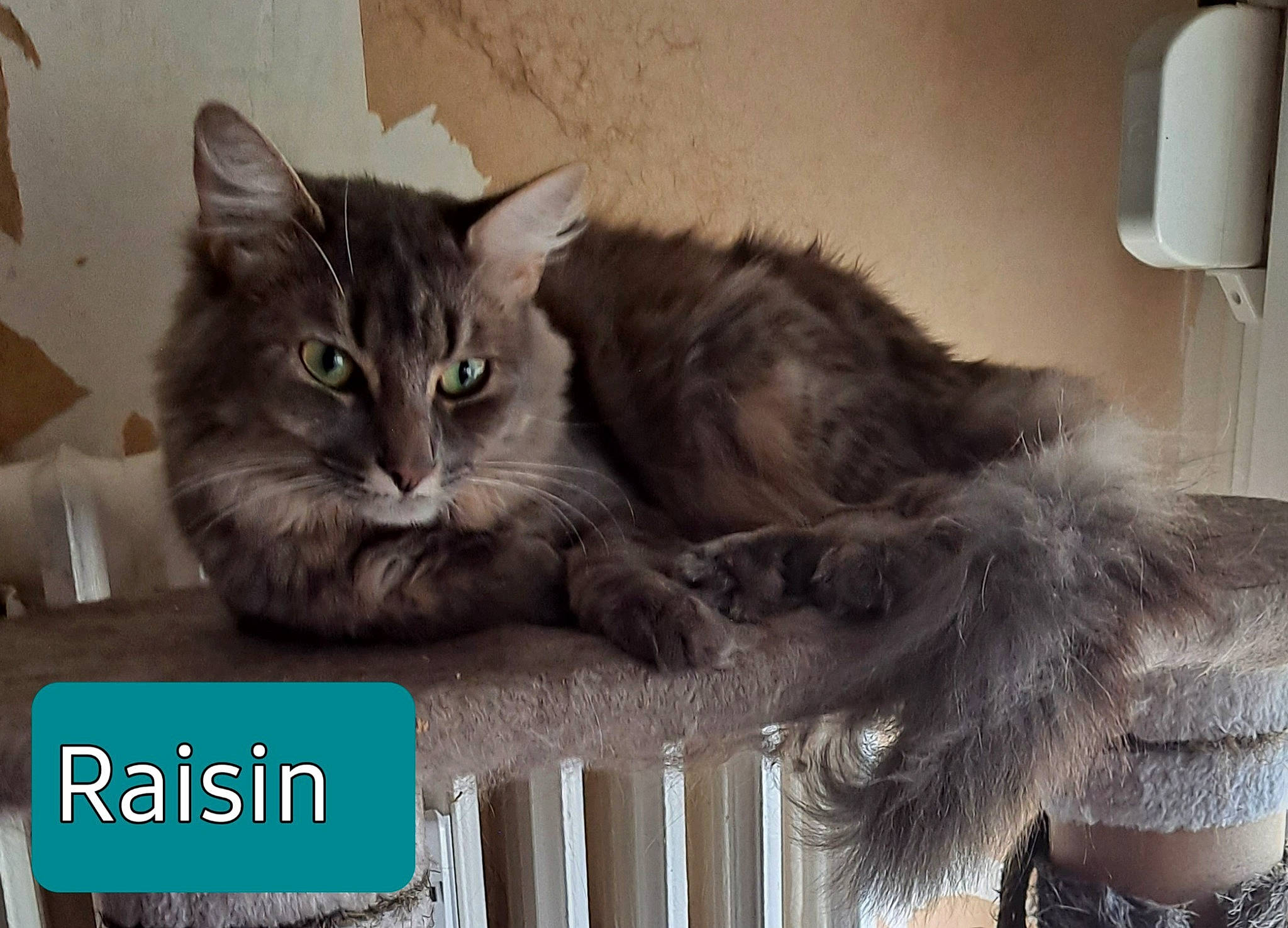 Raisin a rejoint le concours — aidez-le/la à gagner de superbes lots ! box, british_longhair, carnivore, cat, cat_supply, claw, comfort, domestic_short_haired_cat, felidae, font, fur, grey, paper_towel, paw, photo_caption, small_to_medium_sized_cats, tail, wall_plate, whiskers, window
