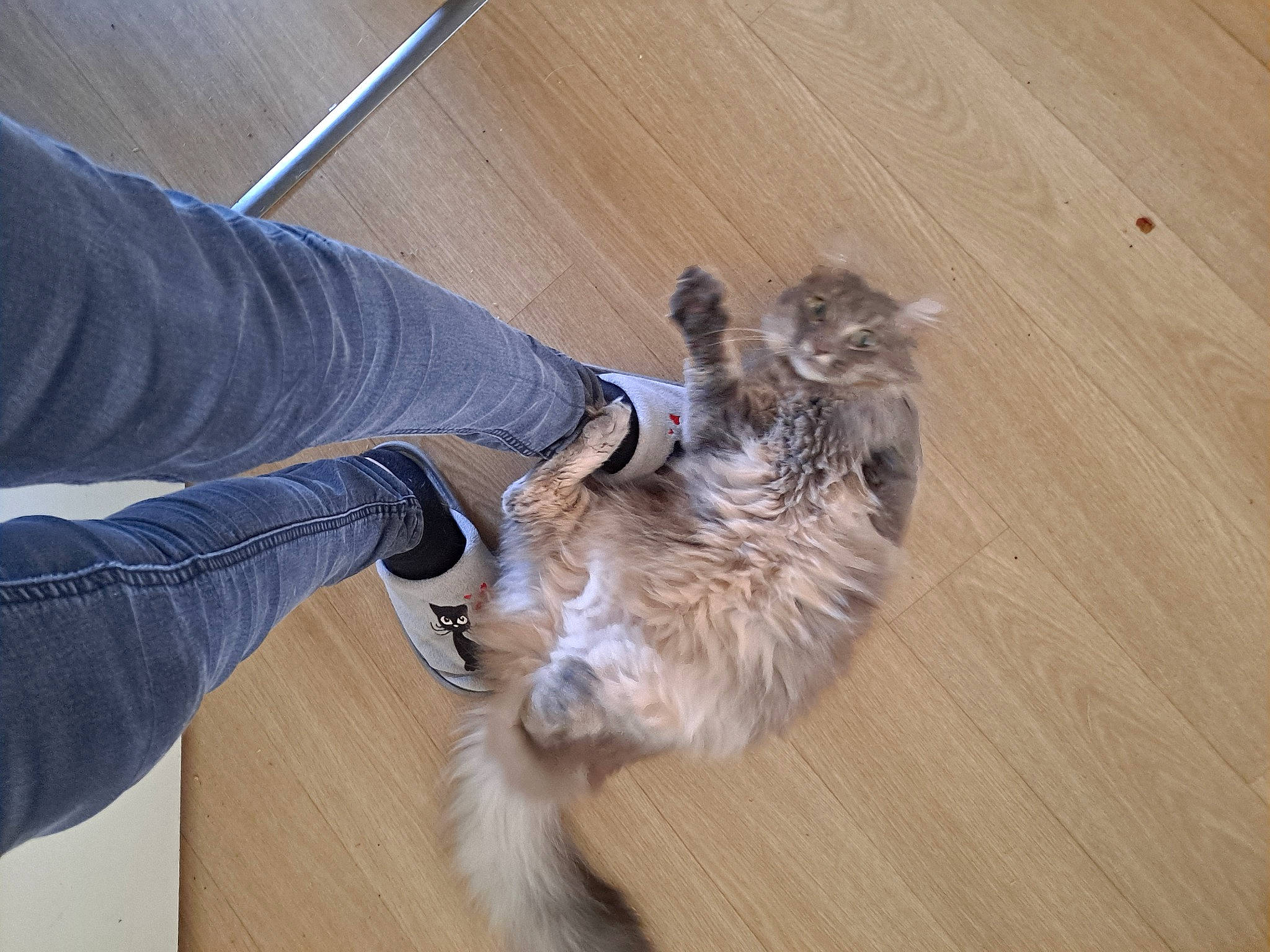 Raisin a rejoint le concours — aidez-le/la à gagner de superbes lots ! carnivore, cat, claw, comfort, companion_dog, dog_breed, domestic_short_haired_cat, felidae, flooring, fur, hardwood, human_leg, laminate_flooring, paw, small_to_medium_sized_cats, tail, whiskers, wood, wood_flooring, wood_stain