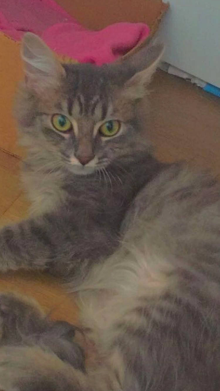 Raisin a rejoint le concours — aidez-le/la à gagner de superbes lots ! art, art_paint, carnivore, cat, claw, comfort, domestic_short_haired_cat, fawn, felidae, fur, illustration, iris, painting, small_to_medium_sized_cats, snout, tail, terrestrial_animal, visual_arts, whiskers