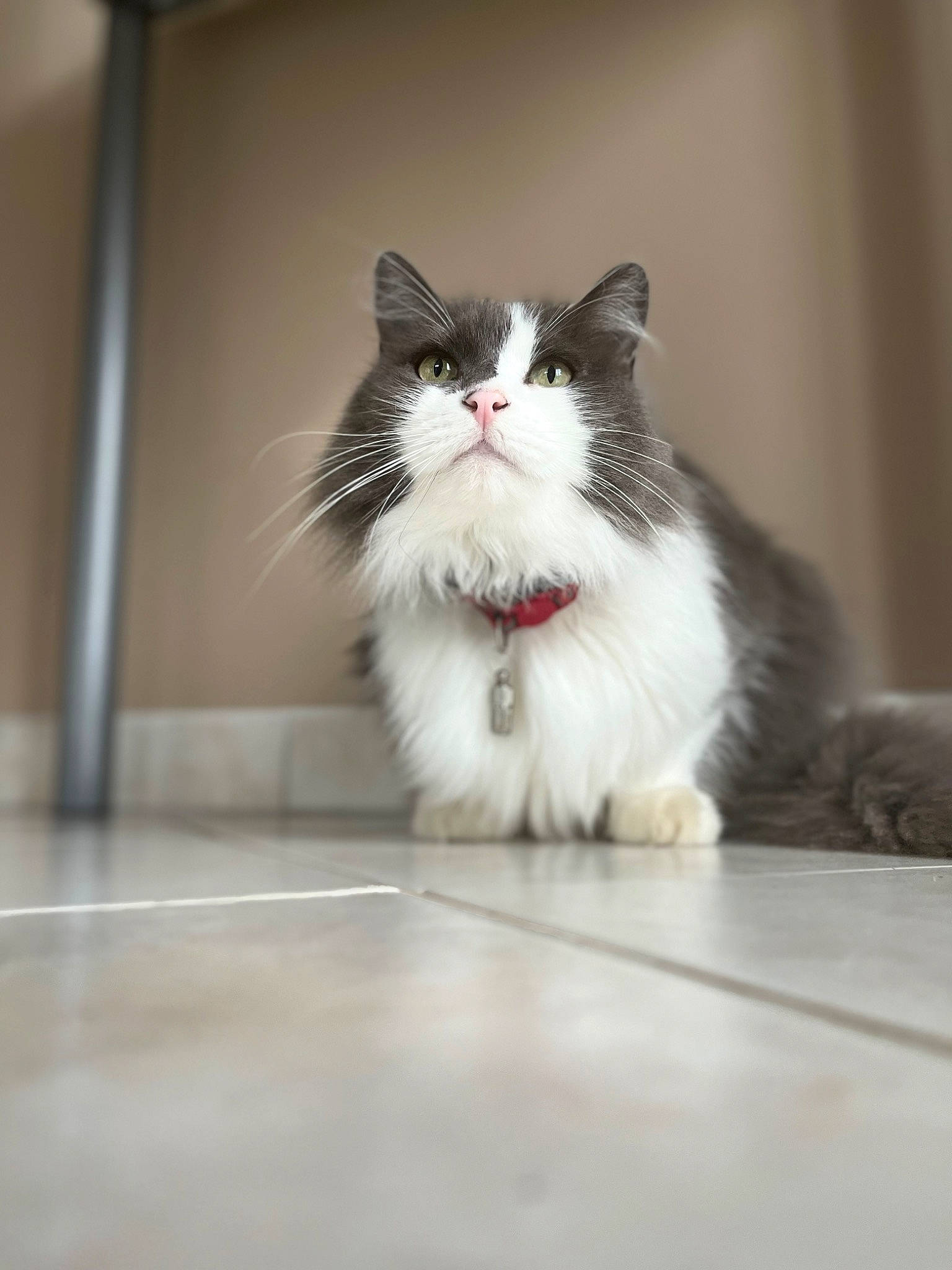 Malice participe au concours pour gagner de l'argent avec cette photo : carnivore, cat, domestic_short_haired_cat, felidae, flooring, fur, hardwood, paw, sitting, small_to_medium_sized_cats, snout, tail, whiskers