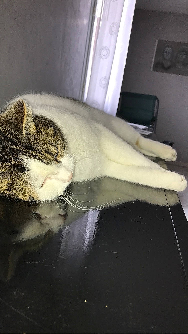 Doudou participe au concours pour gagner de l'argent avec cette photo : aegean_cat, american_shorthair, carnivore, cat, domestic_short_haired_cat, european_shorthair, felidae, fur, kitten, small_to_medium_sized_cats, tabby_cat, tail, whiskers