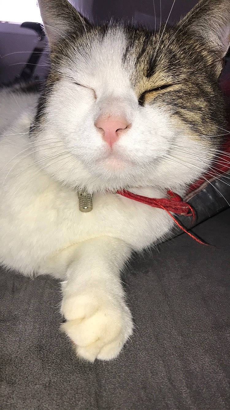 Doudou a rejoint le concours — aidez-le/la à gagner de superbes lots ! aegean_cat, carnivore, cat, claw, domestic_long_haired_cat, domestic_short_haired_cat, european_shorthair, eye, felidae, fur, kitten, mammal, norwegian_forest_cat, nose, paw, polydactyl_cat, small_to_medium_sized_cats, snout, turkish_van, whiskers