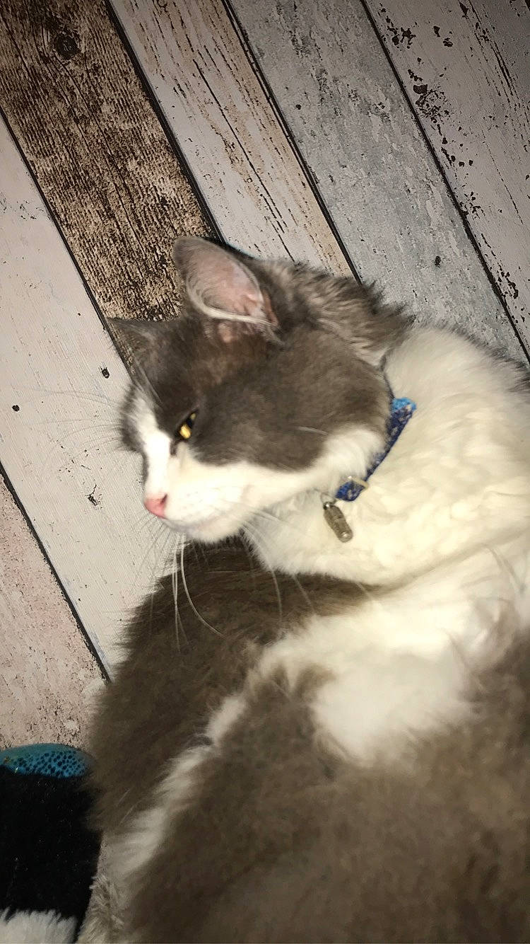 Malice a rejoint le concours — aidez-le/la à gagner de superbes lots ! aegean_cat, carnivore, cat, domestic_long_haired_cat, domestic_short_haired_cat, european_shorthair, felidae, fur, kitten, ojos_azules, polydactyl_cat, small_to_medium_sized_cats, snout, tail, turkish_van, whiskers