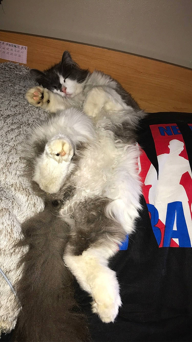 Malice a rejoint le concours — aidez-le/la à gagner de superbes lots ! american_curl, carnivore, cat, domestic_long_haired_cat, felidae, fur, kitten, norwegian_forest_cat, paw, persian, polydactyl_cat, ragamuffin, small_to_medium_sized_cats, tail, turkish_angora, whiskers