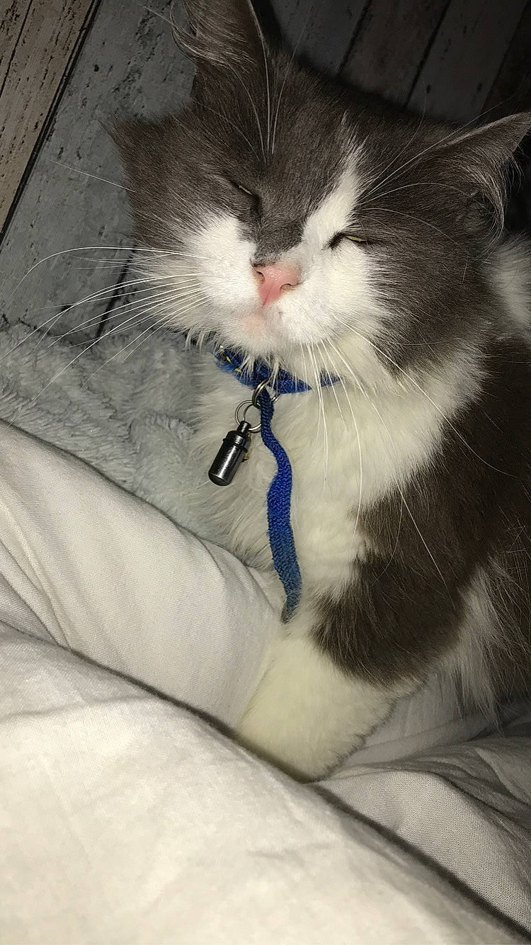 Malice participe au concours pour gagner de l'argent avec cette photo : aegean_cat, carnivore, cat, domestic_short_haired_cat, felidae, fur, kitten, norwegian_forest_cat, small_to_medium_sized_cats, tail, whiskers