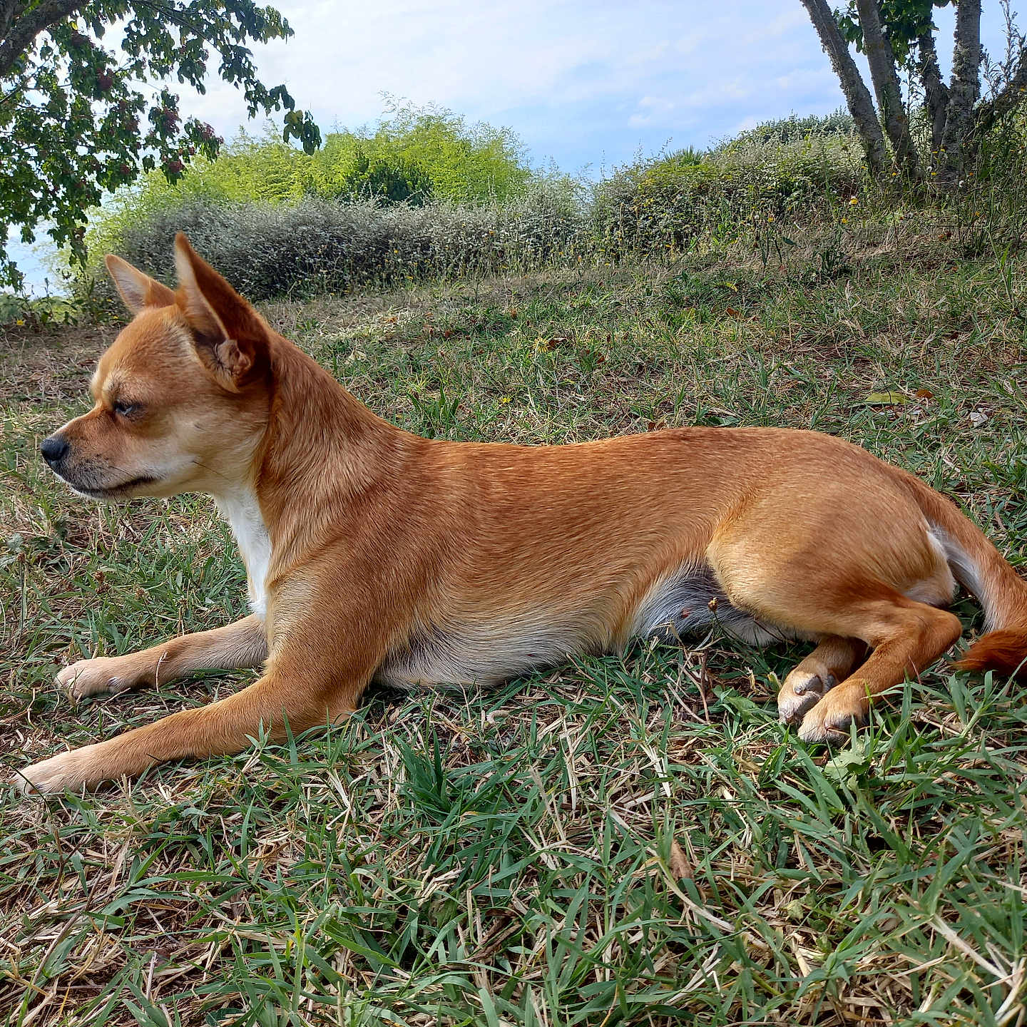 Ti'Puce participe au concours pour gagner de l'argent avec cette photo : accessories, animal, ball, canine, chihuahua, dog, field, grass, grassland, hound, nature, outdoors, pet, plant, puppy, sport, strap, tennis, tennisball, tree