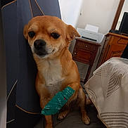 Ti'Puce a rejoint le concours — aidez-le/la à gagner de superbes lots ! animal, bandage, brown_dog, chair, close_up, companion, cushion, dog, domestic, expression, furniture, indoor, paw_bandage, pet, printer, sitting, small_dog, table, tablecloth, wooden_furniture