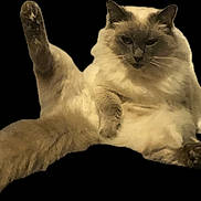 Willy is registered to the contest to win money with this photo: cat, fluffy, relaxed, pose, raised_leg, feline, pet, animal, whiskers, ears, tail, sitting, cute, domestic, fur, claws, indoor, mammal, playful, resting
