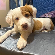 Peanut joined the competition — help win amazing prizes! animal, background, bed, brown, close_up, clothing_rack, curious, cute, dog, face, fur, indoor, jeans, lying_down, paw, pet, puppy, soft_lighting, texture, white