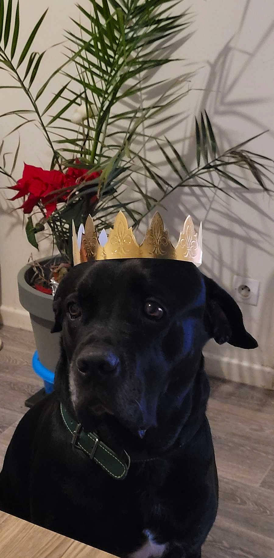 Joe a rejoint le concours — aidez-le/la à gagner de superbes lots ! canidae, carnivore, collar, companion_dog, dog, dog_breed, dog_collar, fawn, flower, flower_arranging, flowerpot, hat, liver, pet_supply, plant, snout, sporting_group, twig, whiskers, working_animal