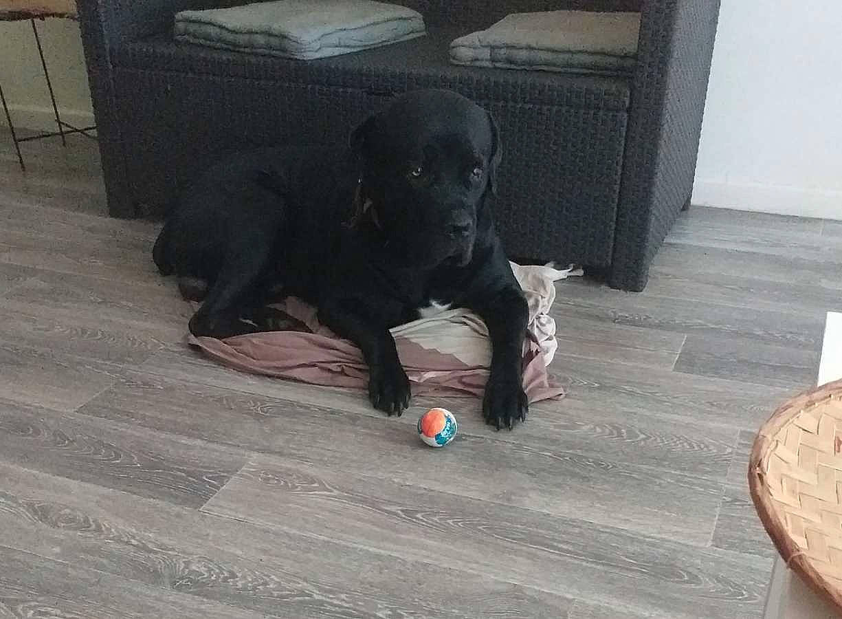 Joe participe au concours pour gagner de l'argent avec cette photo : canidae, carmine, carnivore, chair, comfort, companion_dog, dog, dog_breed, dog_supply, floor, flooring, grey, hardwood, liver, sporting_group, varnish, wood, wood_flooring, wood_stain, working_animal