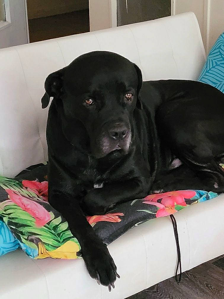 Joe a rejoint le concours — aidez-le/la à gagner de superbes lots ! borador, canidae, carnivore, collar, comfort, companion_dog, dog, dog_breed, dog_collar, dog_supply, fawn, fur, guard_dog, gun_dog, pointing_breed, retriever, snout, sporting_group, whiskers, working_animal