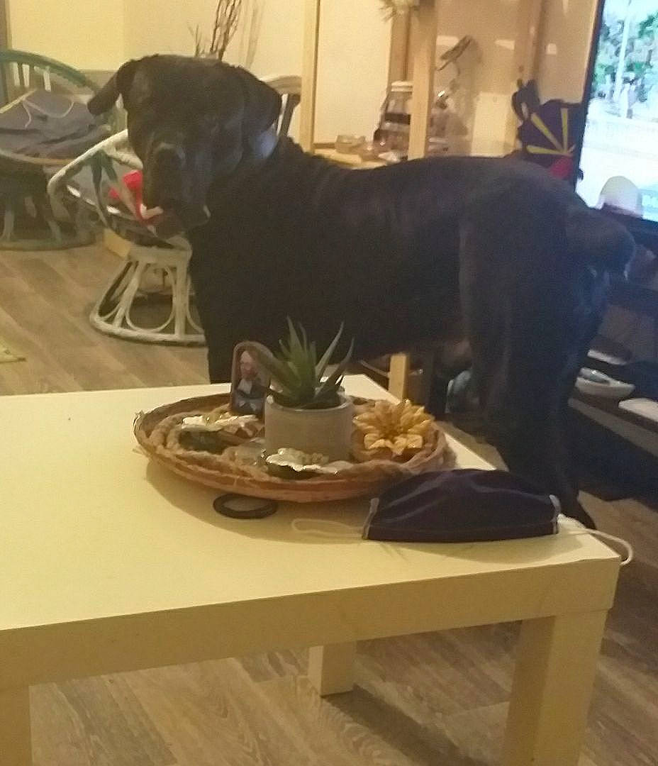 Joe participe au concours pour gagner de l'argent avec cette photo : carnivore, chair, comfort, companion_dog, dishware, dog, dog_breed, floor, flooring, hardwood, plate, platter, room, serveware, table, tableware, tail, window, wood, working_animal