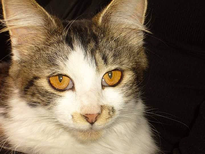 Princesse