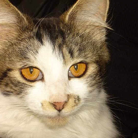 Princesse