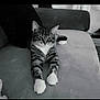 animal, architecture, building, cat, chair, couch, cushion, face, furniture, head, homedecor, indoors, kitten, livingroom, manx, person, pet, photography, portrait, room