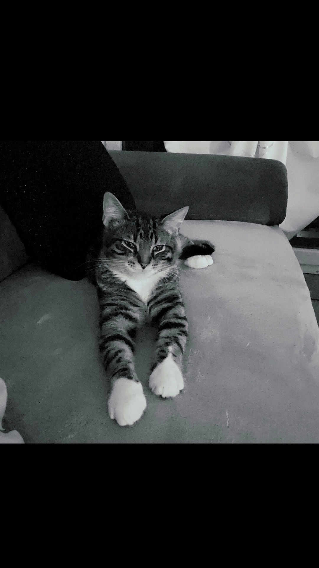 Champipi a rejoint le concours — aidez-le/la à gagner de superbes lots ! animal, architecture, building, cat, chair, couch, cushion, face, furniture, head, homedecor, indoors, kitten, livingroom, manx, person, pet, photography, portrait, room