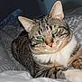 Champipi participe au concours pour gagner de l'argent avec cette photo : abyssinian, animal, bed, bedroom, blanket, cat, couch, cushion, egyptiancat, furniture, homedecor, indoors, kitten, linen, manx, person, pet, quilt, room, sleeping
