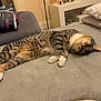 animal, architecture, blanket, building, cat, chair, couch, cushion, egyptiancat, furniture, homedecor, indoors, kitten, livingroom, manx, person, pet, pillow, room, sleeping
