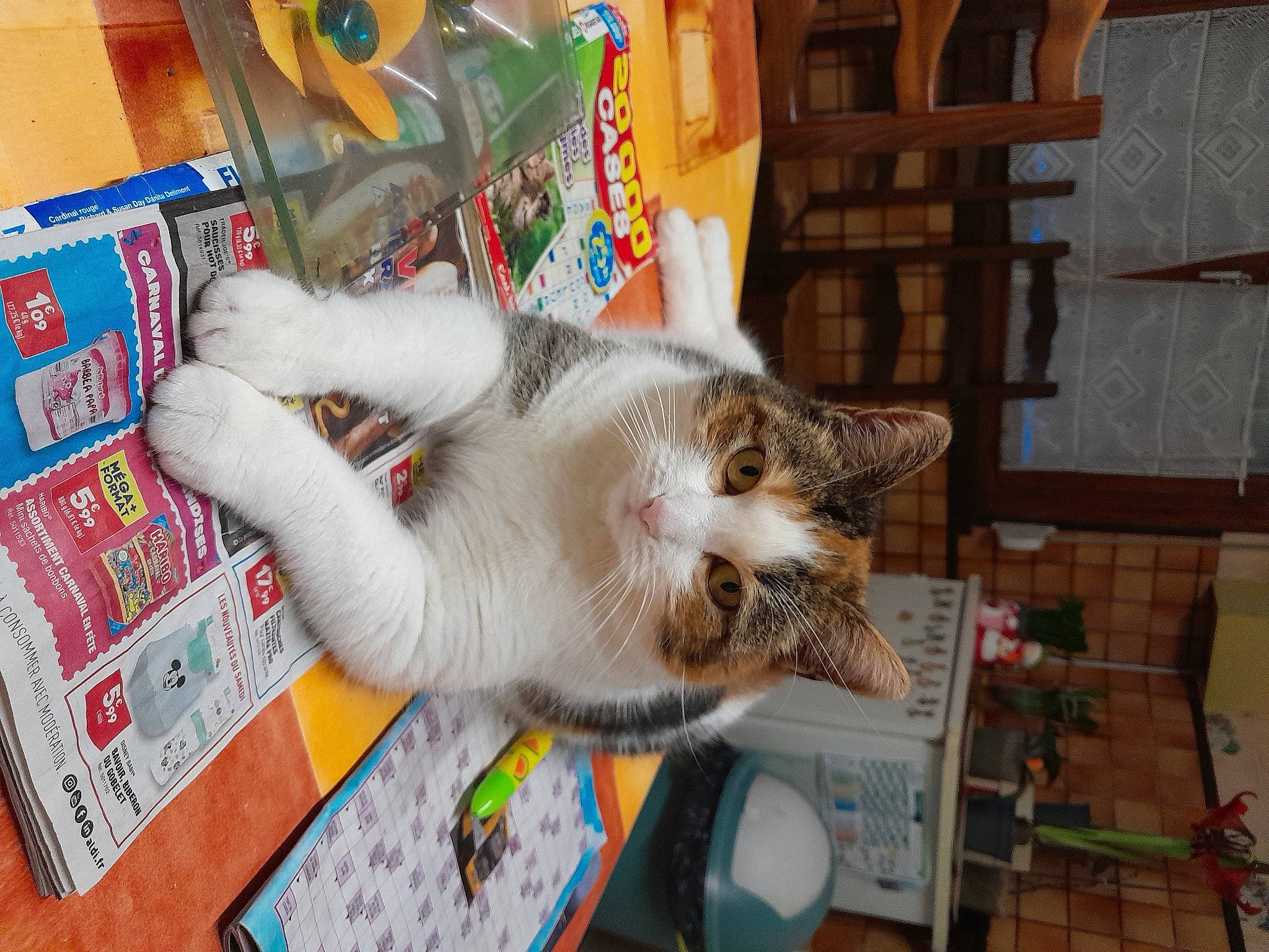 Laydie participe au concours pour gagner de l'argent avec cette photo : carnivore, cat, domestic_short_haired_cat, felidae, flooring, fur, paw, plant, publication, small_to_medium_sized_cats, tail, whiskers