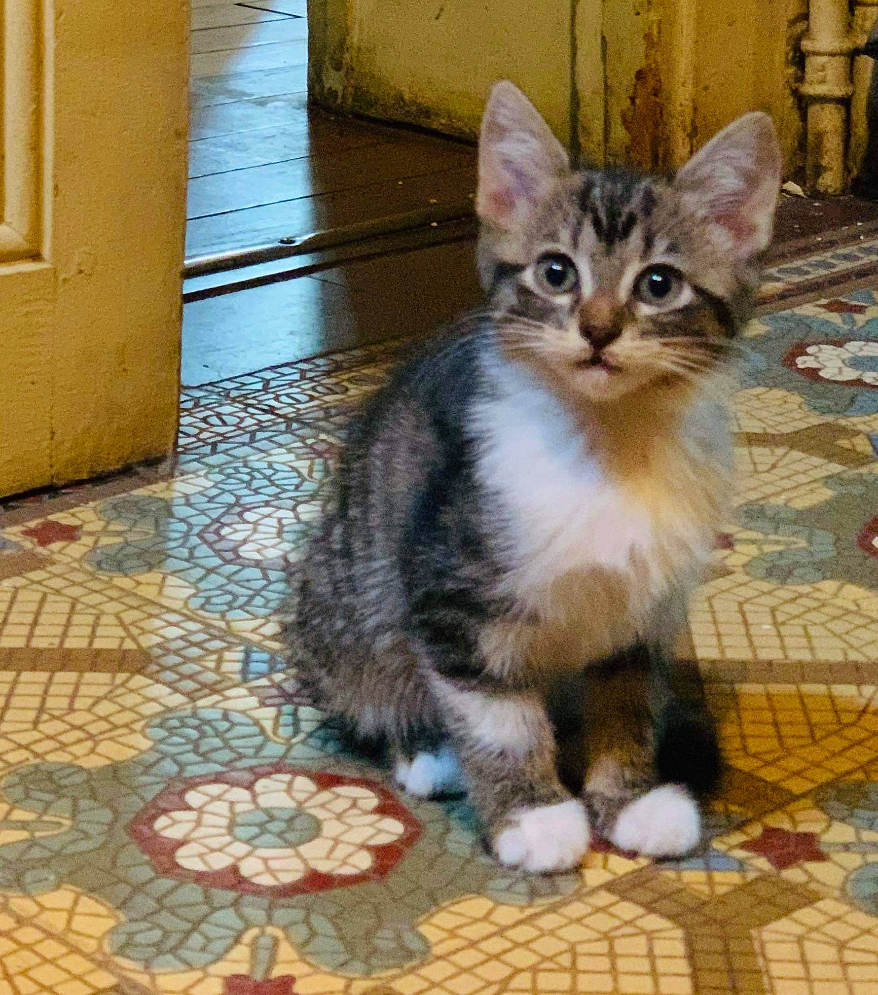 Jenna participe au concours pour gagner de l'argent avec cette photo : aegean_cat, american_shorthair, american_wirehair, arabian_mau, asian, carnivore, cat, domestic_short_haired_cat, dragon_li, european_shorthair, felidae, kitten, kurilian_bobtail, mammal, ojos_azules, polydactyl_cat, small_to_medium_sized_cats, tabby_cat, vertebrate, whiskers