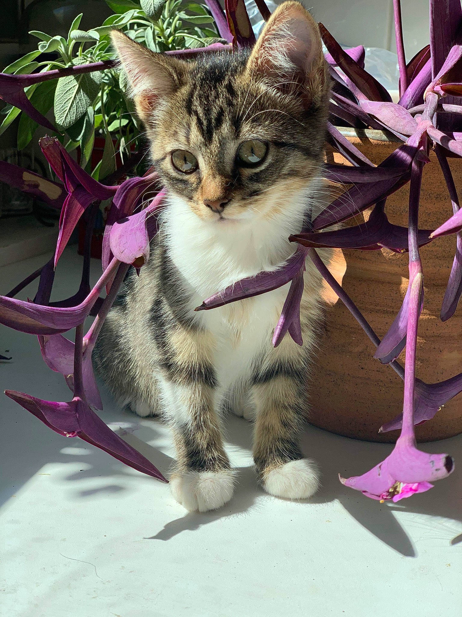 Jenna participe au concours pour gagner de l'argent avec cette photo : aegean_cat, american_shorthair, american_wirehair, asian, bengal, carnivore, cat, domestic_short_haired_cat, dragon_li, european_shorthair, felidae, flower, kitten, mammal, plant, small_to_medium_sized_cats, tabby_cat, whiskers