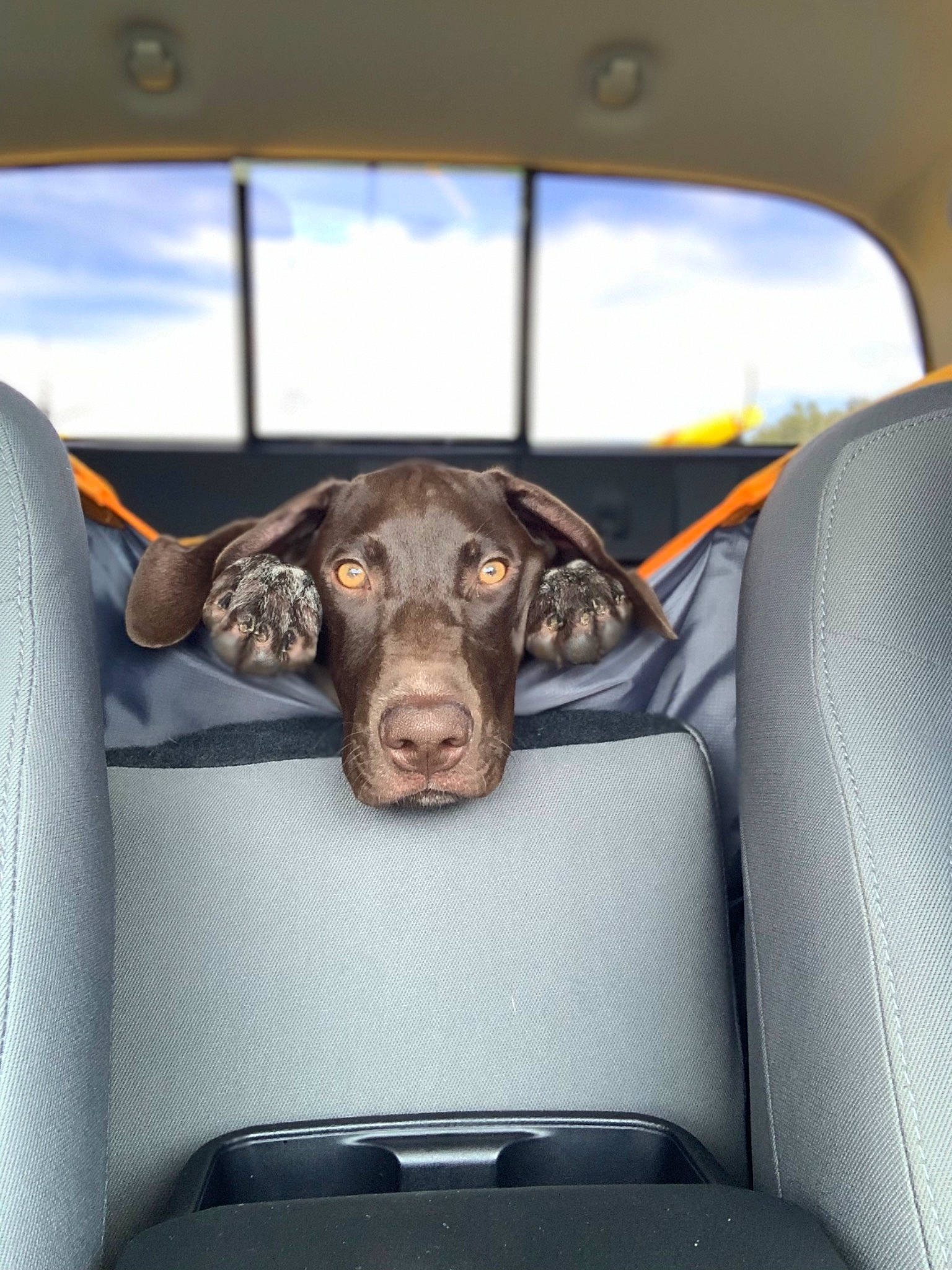 Waylon joined the competition — help win amazing prizes! automotive_design, automotive_exterior, automotive_mirror, car, car_seat, car_seat_cover, carnivore, cloud, comfort, companion_dog, dog, dog_breed, head_restraint, liver, mode_of_transport, motor_vehicle, sky, vehicle, vehicle_door, working_animal