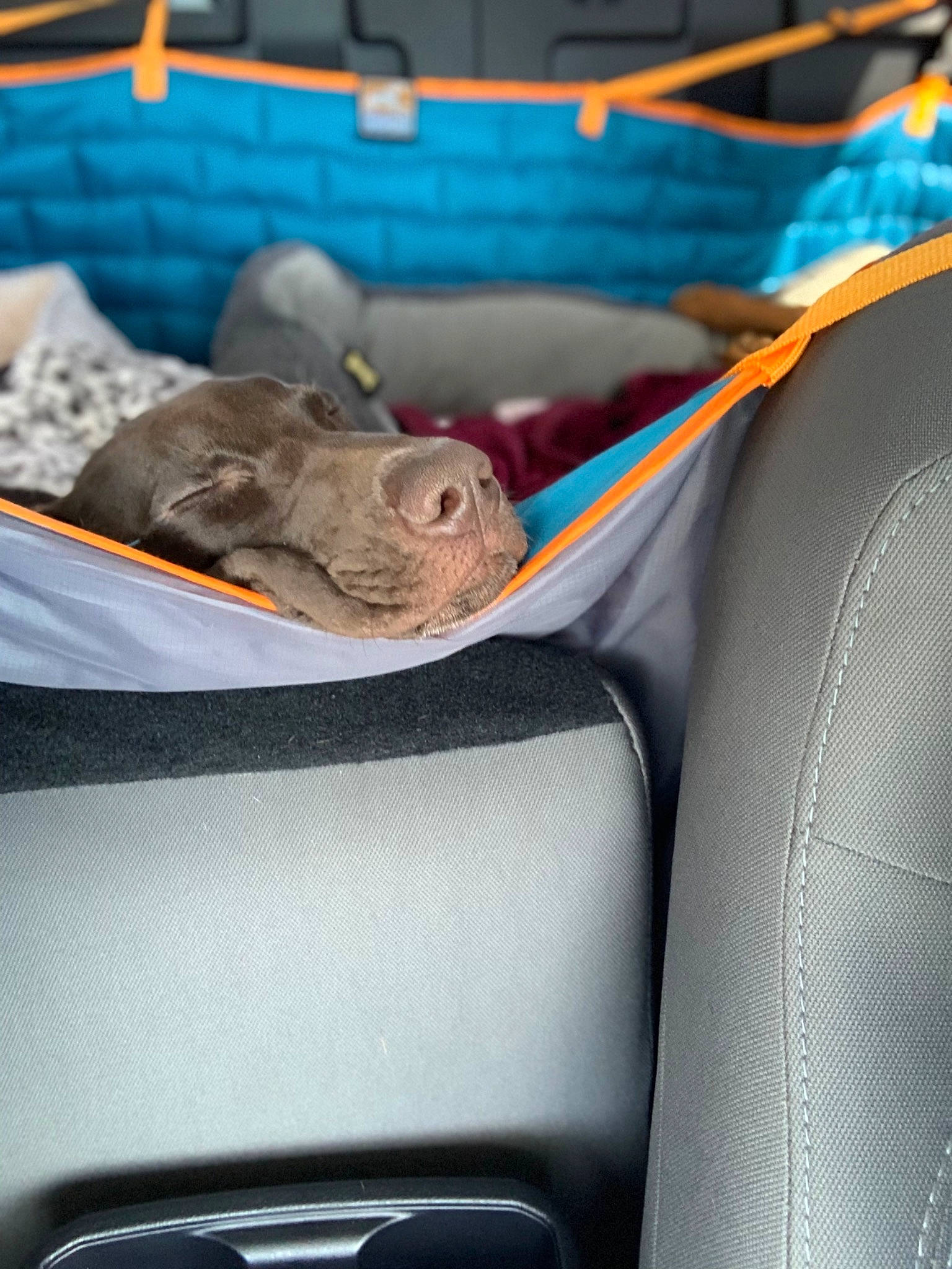 Waylon joined the competition — help win amazing prizes! auto_part, automotive_design, automotive_exterior, car, car_seat, car_seat_cover, city_car, compact_car, dog_breed, electric_blue, family_car, hood, luxury_vehicle, motor_vehicle, personal_luxury_car, plastic, steering_wheel, trunk, vehicle, vehicle_door