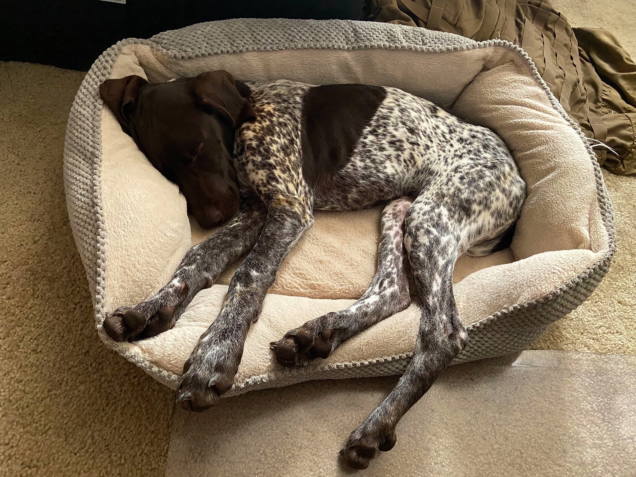 Waylon joined the competition — help win amazing prizes! amphibian, art, canidae, claw, comfort, grey, human_leg, metal, pattern, reptile, sculpture, snout, statue, tail, terrestrial_animal, thigh, toad, true_frog, visual_arts, wood