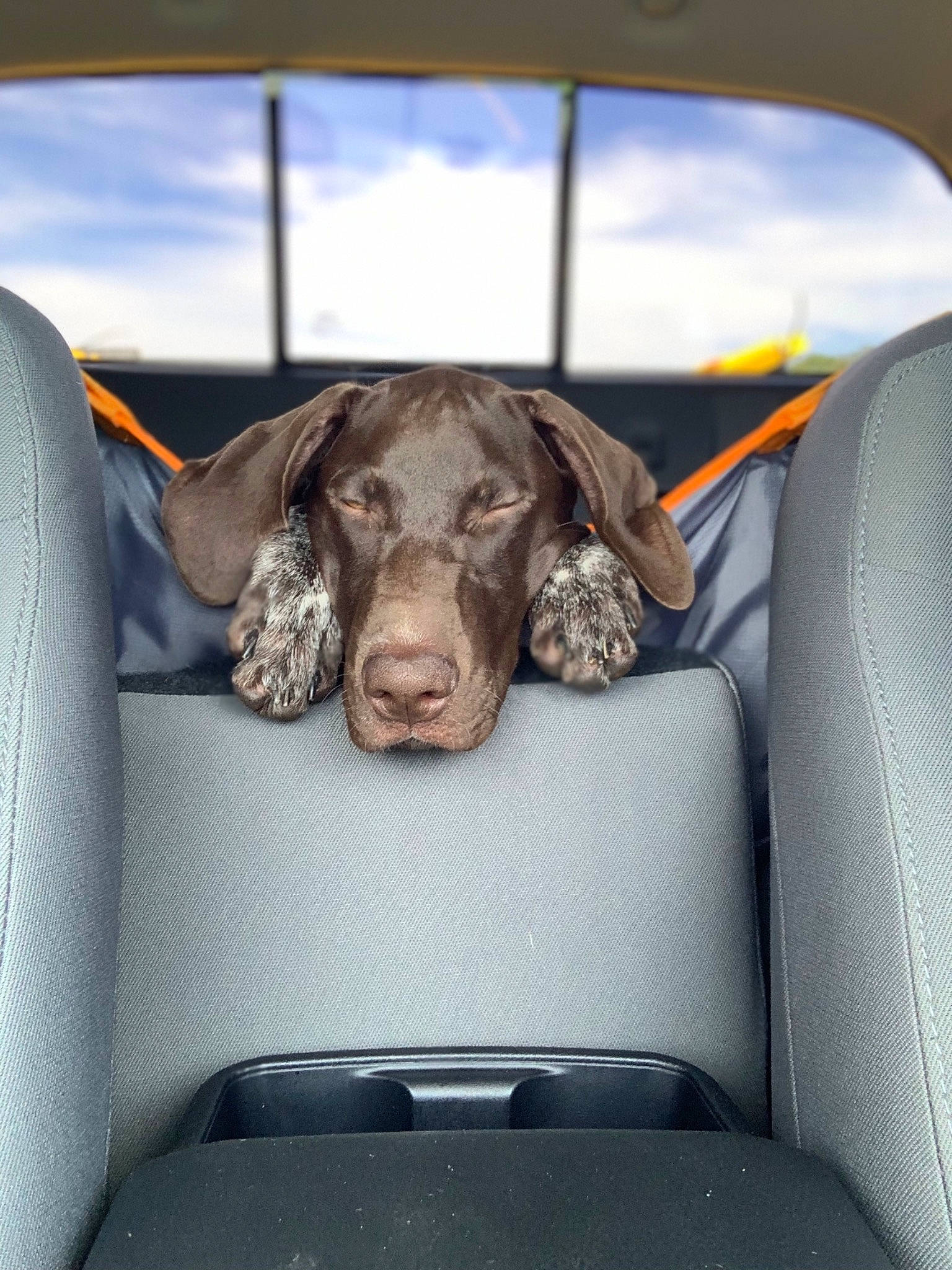 Waylon joined the competition — help win amazing prizes! auto_part, automotive_design, car, car_seat, car_seat_cover, carnivore, cloud, comfort, companion_dog, dog, dog_breed, fawn, head_restraint, liver, sky, snout, sporting_group, vehicle, vehicle_door, working_animal
